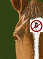 bugrepel, product, smells wonderful, flies, spray, dogs, mosquitoes, bugs, ticks, ants, products, smells, wonderful